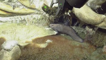 Media type: image;   Invertebrate Zoology 153118 Description: live specimen;